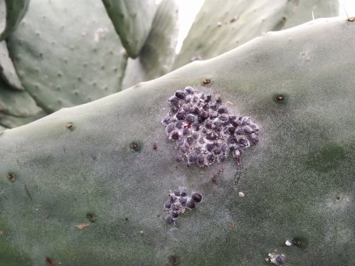 Cochineal on a cactus. Photo by Lisa Risager